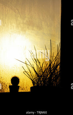 Silhouettes de pots avec cactus sur les étagères en serre dans la lumière du soleil d'automne jaune lumineux vu à travers la fenêtre. Résumé automne co Banque D'Images