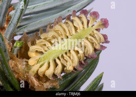 L'article par l'intermédiaire d'un cône de pollen mâle sur une épinette bleue, Picea pungens 'Glauca', un jardin d'ornement arbre avec aiguilles pointues rigide, Avril Banque D'Images