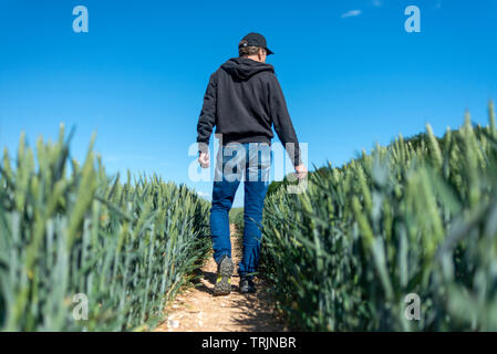 Vue arrière d'un agriculteur contrôler son champ de blé, comme il mûrit, low angle. Banque D'Images