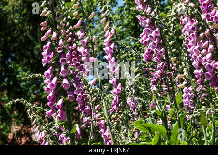 Digitalis purpurea, digitales face ensoleillée en pleine croissance Banque D'Images