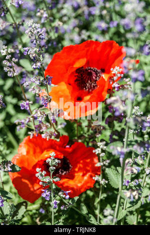 Fleurs rouge pavot dans nepeta bed Banque D'Images