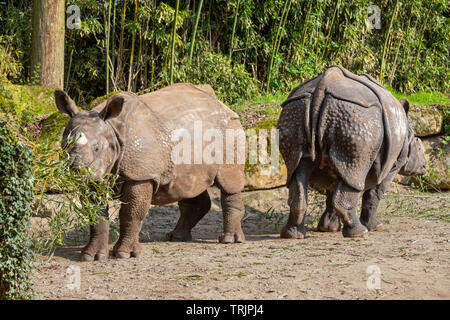 Rhinocéros unicorne de l'Inde (Rhinoceros unicornis), également appelé le rhinocéros à une corne, au Zoo Diergaarde Blijdorp, Rotterdam, Pays-Bas. Banque D'Images