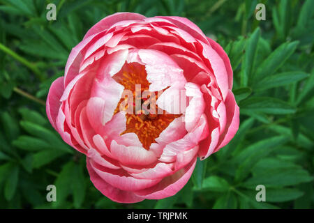 Fleur de pivoine rose close up, pivoine 'Coral Charm' Banque D'Images