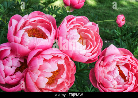 Jolies fleurs de pivoine rose, fleurs de pivoine 'charme de Corail' pivoines herbacées dans le jardin Banque D'Images