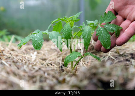 Le plant de tomate sans les légumes au stade précoce de la croissance. Germes de tomate avec de l'eau gouttelettes sur leafs entouré de paillis Banque D'Images