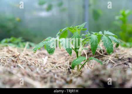 Le plant de tomate sans les légumes au stade précoce de la croissance. Germes de tomate avec de l'eau gouttelettes sur leafs entouré de paillis Banque D'Images