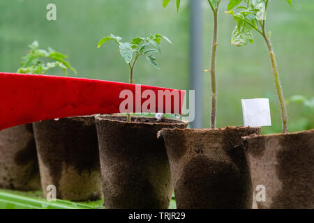 L'arrosage en plastique ou un entonnoir peut arroser plante de tomate en serre. Accueil organique cultivé les plants de tomates sans délayage de légumes Banque D'Images