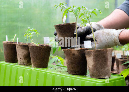 Agriculteur biologique holding pot avec plante de tomate avant la plantation dans le sol. L'homme se prépare à planter dans le sol des plantes de tomate peu Banque D'Images