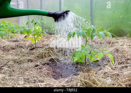 L'arrosage en plastique ou un entonnoir peut arroser plante de tomate en serre. Accueil organique cultivé les plants de tomates sans légumes entouré de paillis bein Banque D'Images