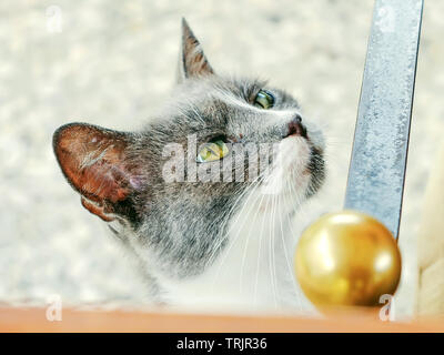 Portrait d'un chat errant gris et blanc demande pour l'alimentation et l'attention Banque D'Images