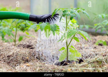 L'arrosage en plastique ou un entonnoir peut arroser plante de tomate en serre. Accueil organique cultivé les plants de tomates sans légumes entouré de paillis bein Banque D'Images