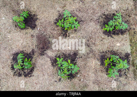 Le plant de tomate sans les légumes au stade précoce de la croissance. Germes de tomate avec de l'eau gouttelettes sur leafs entouré de paillis Banque D'Images