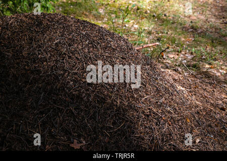 Grande fourmilière dans la forêt européenne à la lumière du matin. Fourmilière, orange # blogbus- logiciels nest structure en aiguilles de pin empilées les unes sur les autres. Banque D'Images