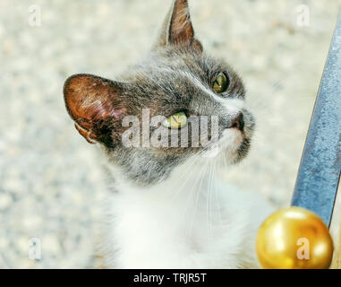 Portrait d'un chat errant gris et blanc demande pour l'alimentation et l'attention Banque D'Images