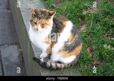 Le chat sans-abri dans la rue d'Istanbul est mendiant de la nourriture et d'essayer de survivre. Banque D'Images