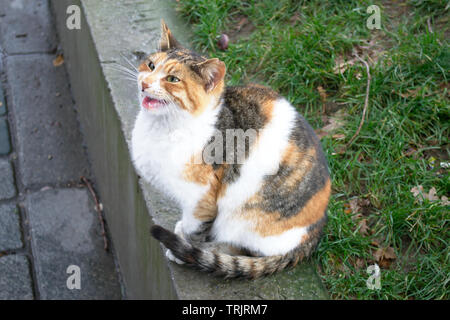 Le chat sans-abri dans la rue d'Istanbul est mendiant de la nourriture et d'essayer de survivre. Banque D'Images