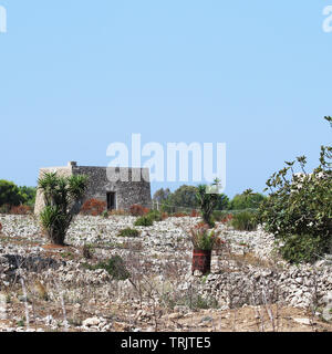 Cabane en pierre sèche avec Dome en bosquet d'oliviers dans le Salento dans les Pouilles en Italie Banque D'Images