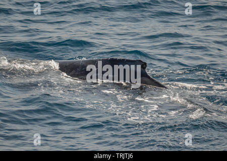 Belle la photo en gros shootong de baleines à bosse en Australie, au large de Sydney au cours de l'observation des baleines cruiser Banque D'Images