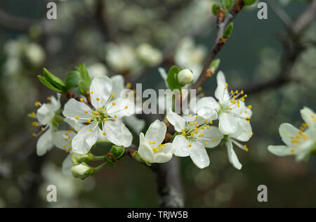 Cerises à fleur de printemps à longueur de temps sur fond vert Banque D'Images