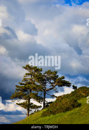 Un seul arbre sur un fond de montagnes de l'Clwydian Range dans le Nord du Pays de Galles près de Snowdonia, Banque D'Images