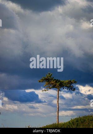 Un seul arbre sur un fond de montagnes de l'Clwydian Range dans le Nord du Pays de Galles près de Snowdonia, Banque D'Images