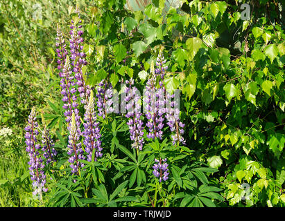 Fleur de lupin l'arrière-plan de l'sur herbe verte à jour solaire de l'année Banque D'Images