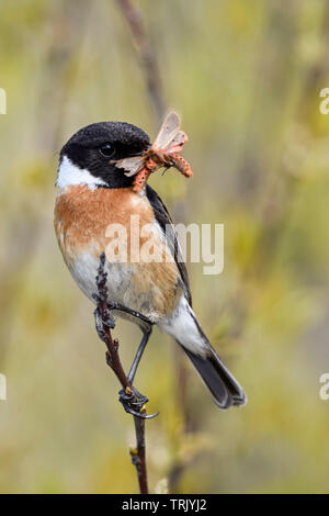 European Stonechat Schwarzkehlchen Saxicola torquata / ( ) avec des papillons, des Tigres Ruby ( Phragmatobia fuliginosa ), dans son bec, la faune de l'Europe. Banque D'Images