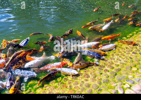 Gros plan du banc de poisson koi à Hasselt Le Jardin Japonais en été Banque D'Images