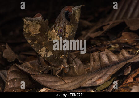 Le paon katydid de parc national Yasuni ouvre ses ailes dans un affichage défensive. Banque D'Images