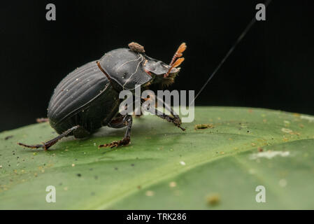 Un bousier également appelé scarabée de la forêt amazonienne en Equateur. Banque D'Images