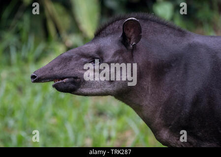 Tapir d'Amérique du Sud (Tapirus terrestris) à partir de la jungle amazonienne en Équateur. Photographié dans le parc national Yasuní. Banque D'Images