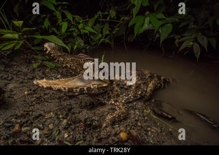 Une façade lisse Paleosuchus trigonatus (caïman) à la féroce au bord de l'eau dans le parc national Yasuni, en Equateur. Banque D'Images