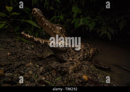 Une façade lisse Paleosuchus trigonatus (caïman) à la féroce au bord de l'eau dans le parc national Yasuni, en Equateur. Banque D'Images