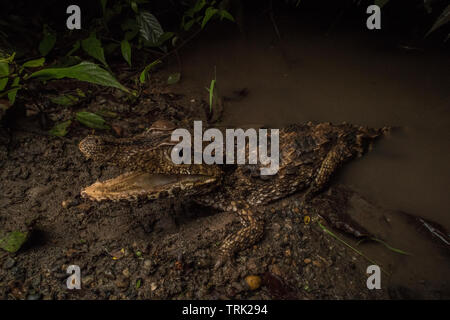 Une façade lisse Paleosuchus trigonatus (caïman) à la féroce au bord de l'eau dans le parc national Yasuni, en Equateur. Banque D'Images