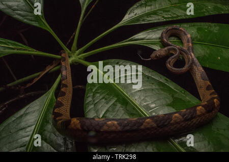 Un serpent aux yeux de chat (Leptodeira septentrionalis) enroulé sur une plante en parc national Yasuni de l'Équateur dans la forêt amazonienne. Banque D'Images