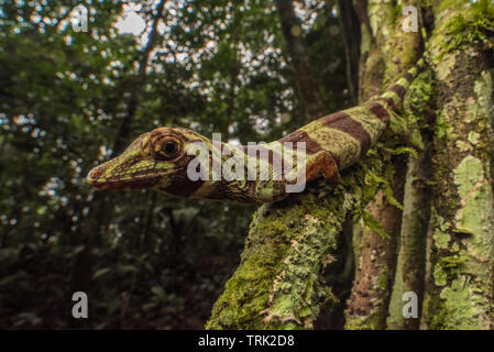 Arbre généalogique bagués Anole (Anolis fascia transversalis) de l'Équateur et de l'Amazonie dans le Parc National Yasuní. Banque D'Images