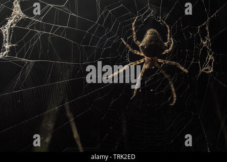 Un orbweaver araignée dans sa toile la nuit, éclairée par le côté par un flash. Banque D'Images