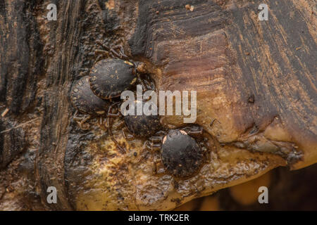 Les tiques dures dans le genre Amblyomma qui se nourrit d'une tortue à pattes jaunes dans l'Amazone. Leur hôte est menacé d'extinction cette espèce est donc. Banque D'Images