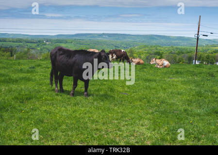 Stand des vaches dans un champ en milieu rural de la Pennsylvanie, USA. Banque D'Images