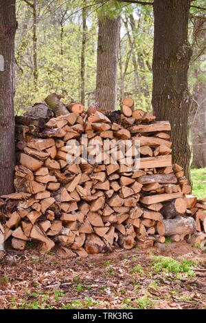 Split, bois empilé entre les troncs de deux arbres pour sécher à l'extérieur, au Parc commémoratif de Blackhawk, Woodford, Wisconsin, États-Unis Banque D'Images