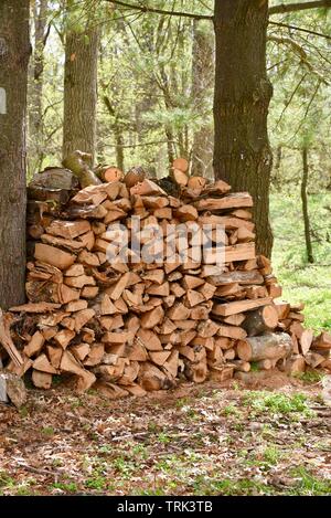 Split, bois empilé entre les troncs de deux arbres pour sécher à l'extérieur, au Parc commémoratif de Blackhawk, Woodford, Wisconsin, États-Unis Banque D'Images