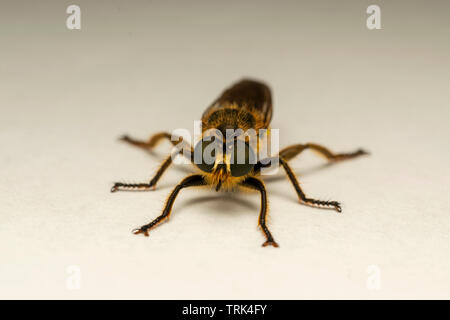 Robber fly (lat. Choerades fimbriata) Banque D'Images