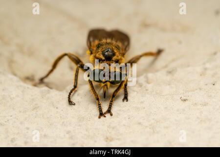 Robber fly (lat. Choerades fimbriata) Banque D'Images