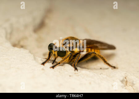 Robber fly (lat. Choerades fimbriata) Banque D'Images