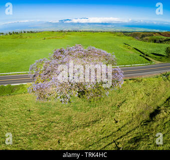 Une vue aérienne de la Lavande fleurs sur un arbre, jacaranda Jacaranda mimosifolia, dans un champ près de la route pour le cratère de Haleakala, l'île de Maui Banque D'Images