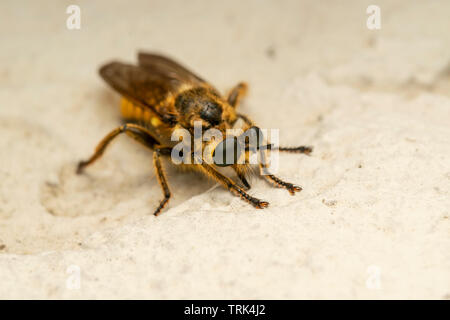 Robber fly (lat. Choerades fimbriata) Banque D'Images