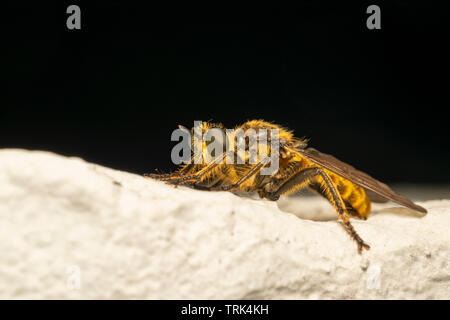 Robber fly (lat. Choerades fimbriata) Banque D'Images