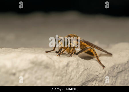 Robber fly (lat. Choerades fimbriata) Banque D'Images