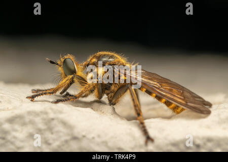 Robber fly (lat. Choerades fimbriata) Banque D'Images