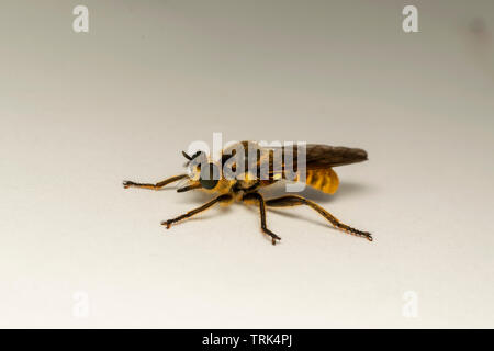 Robber fly (lat. Choerades fimbriata) Banque D'Images